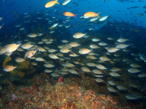 ダイブテリーズ