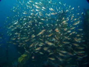 ダイブテリーズ