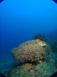 ダイブテリーズ