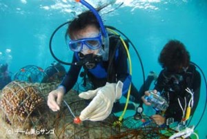 ダイブテリーズ