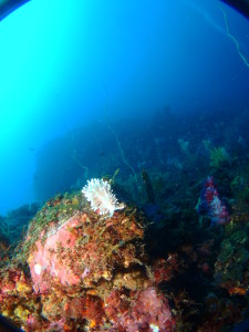 ワイドレンズでウミウシを狙ってみるという遊び方。