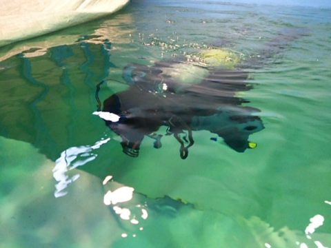 ダイブテリーズ