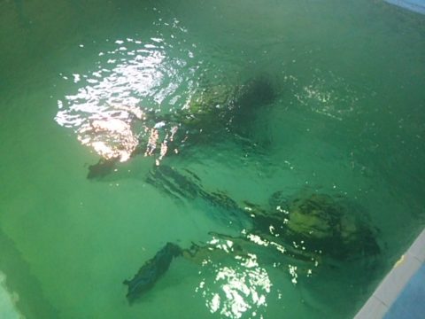 ダイブテリーズ