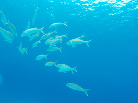 ダイブテリーズ