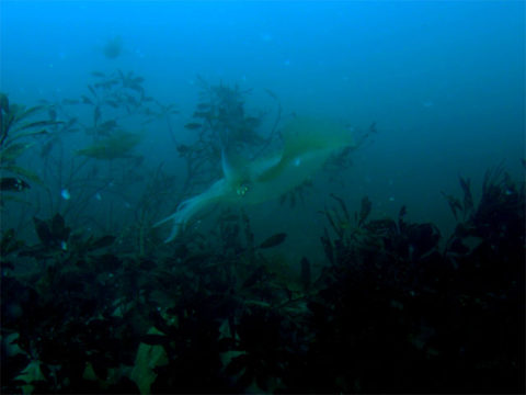 ダイブテリーズ