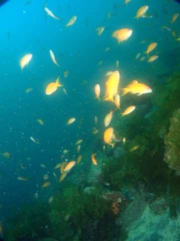 ダイブテリーズ