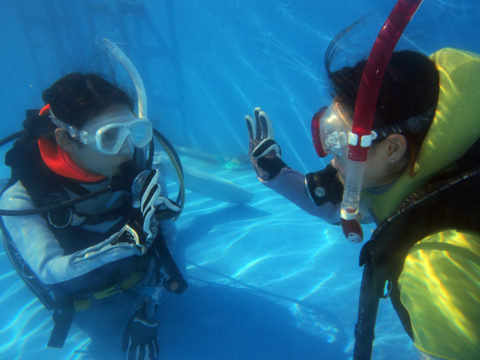 ダイブテリーズ