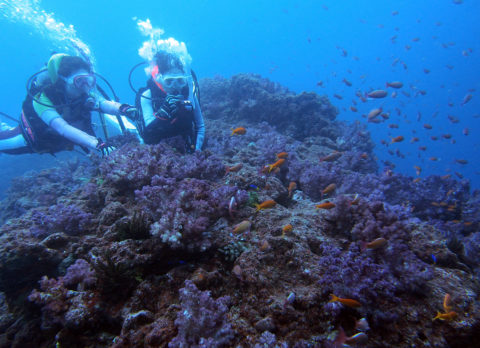 ダイブテリーズ