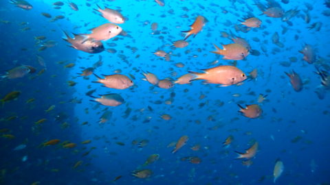 ダイブテリーズ