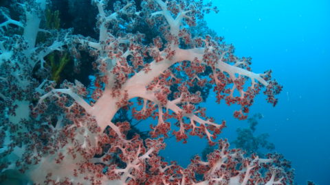 ダイブテリーズ