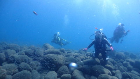 ダイブテリーズ