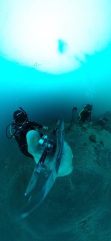 ダイブテリーズ