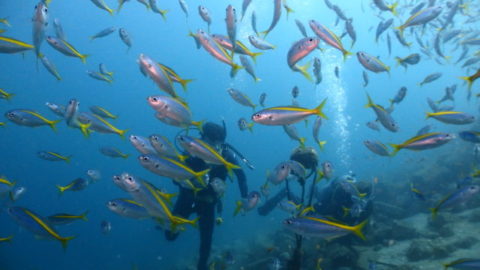 ダイブテリーズ