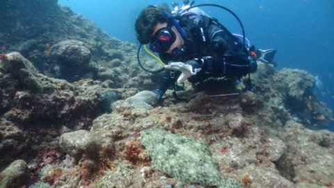 ダイブテリーズ