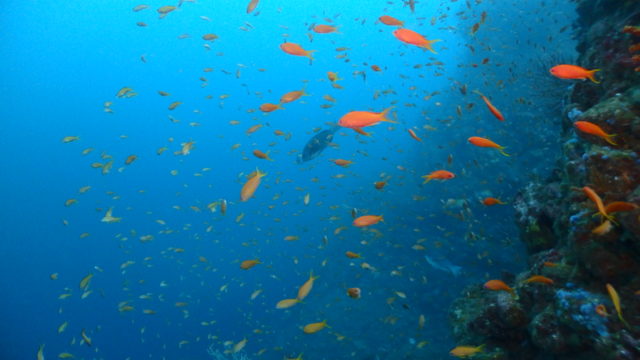 ダイブテリーズ