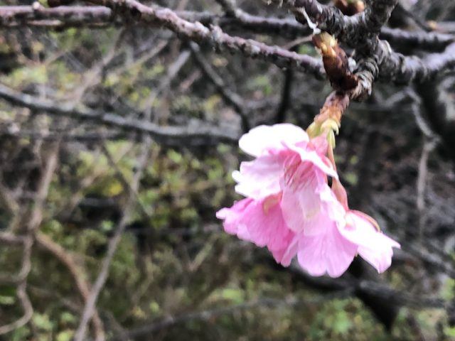 ダイブテリーズ