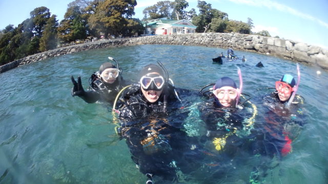 ダイブテリーズ