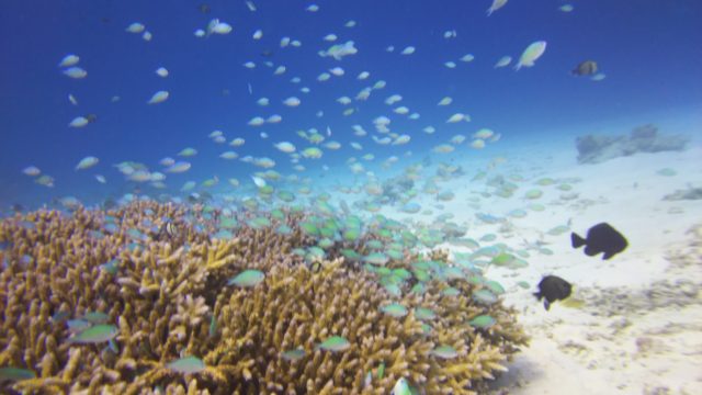 ダイブテリーズ