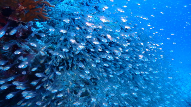 ダイブテリーズ