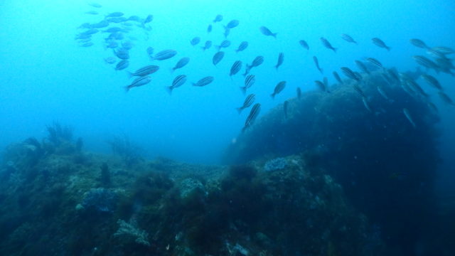 ダイブテリーズ