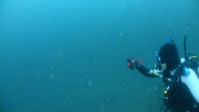 ダイブテリーズ