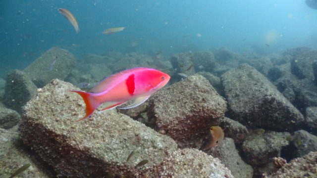 ダイブテリーズ