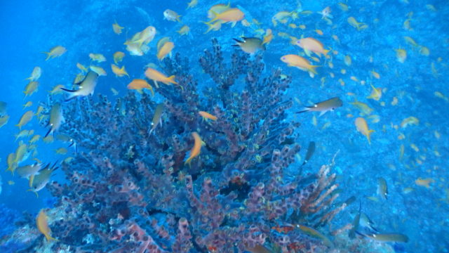 ダイブテリーズ