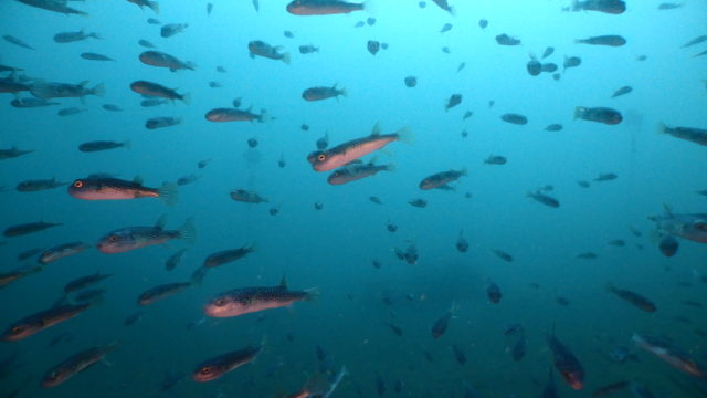 ダイブテリーズ