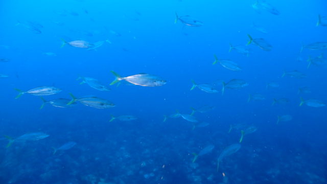 ダイブテリーズ