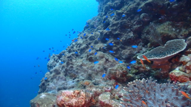 ダイブテリーズ