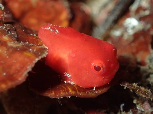 ダイブテリーズ