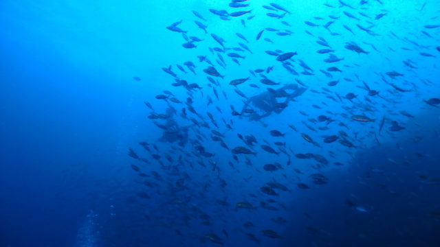 ダイブテリーズ