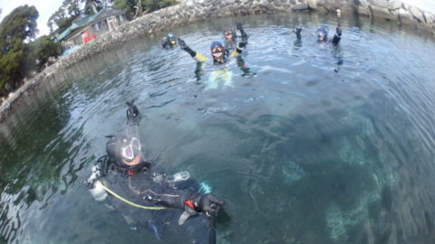 ダイブテリーズ