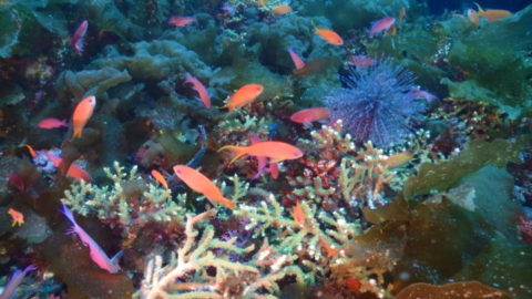 ダイブテリーズ