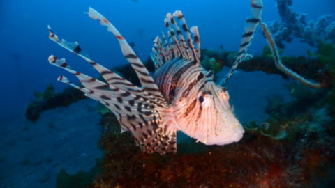 ダイブテリーズ