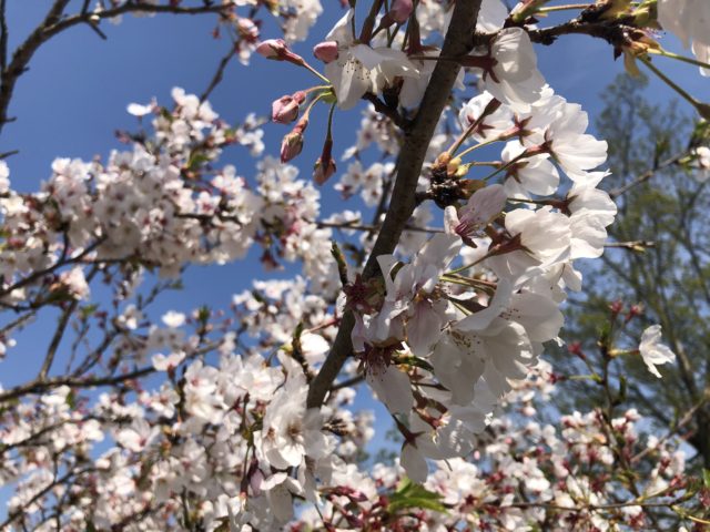 ダイブテリーズ