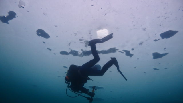 ダイブテリーズ