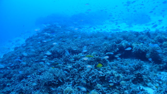 ダイブテリーズ