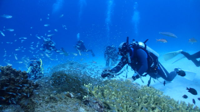 ダイブテリーズ