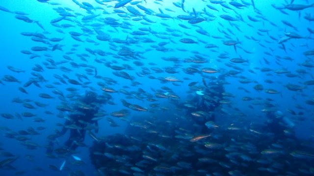 ダイブテリーズ