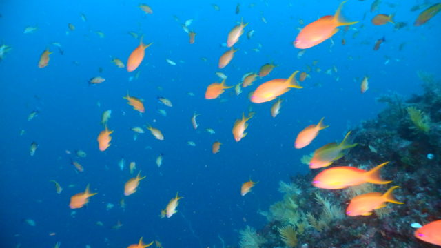 ダイブテリーズ