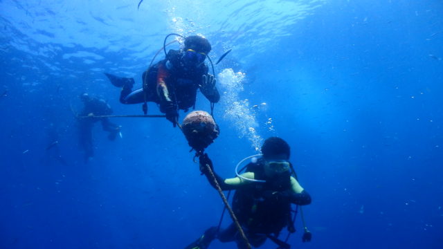 ダイブテリーズ