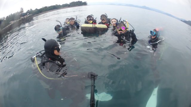 ダイブテリーズ