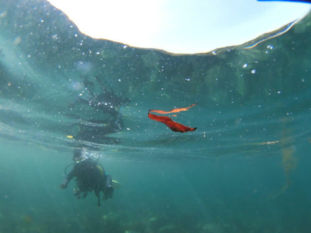 ダイブテリーズ