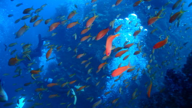 ダイブテリーズ