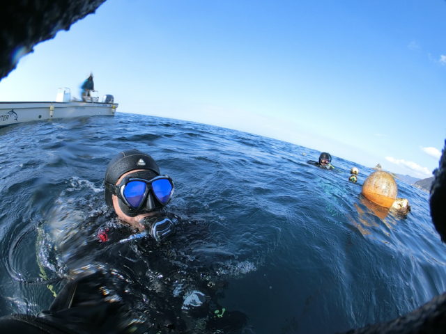 ダイブテリーズ