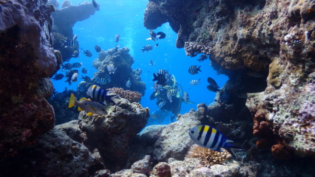 ダイブテリーズ