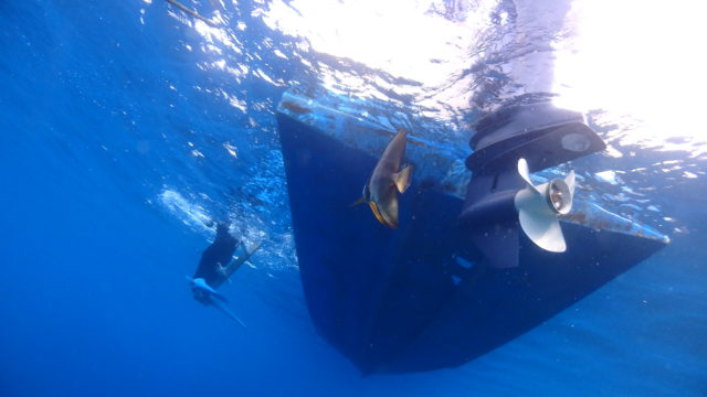 ダイブテリーズ