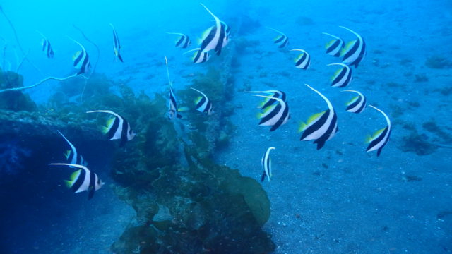 ダイブテリーズ