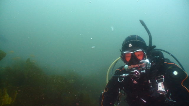 ダイブテリーズ